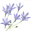 AGAPANTHUS