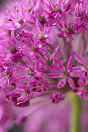 allium_011