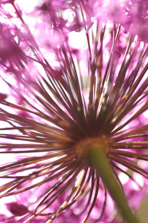 allium_014