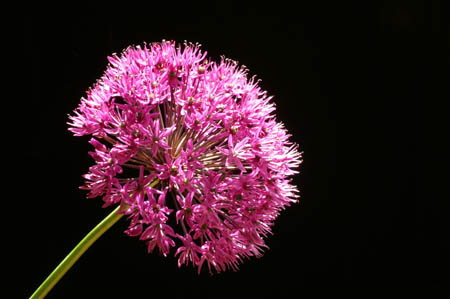 allium_B021