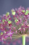 allium_017