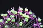 allium_019