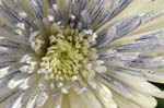 chrysanth_blue_white270107 (23)