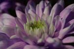 chrysanth_purple_closeup280107 (2)