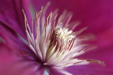 clematis0025