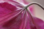 clematis0011