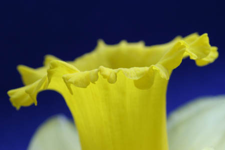 daffodil_0035