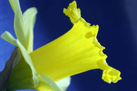 daffodil_0036