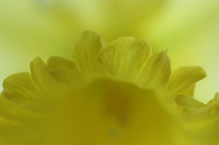 daffodil_0042