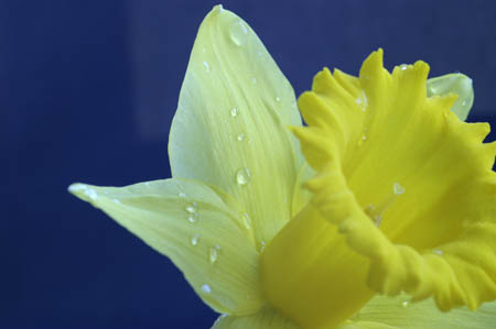 daffodil_0072