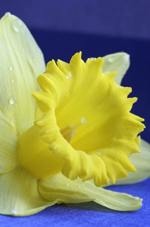 daffodil_0076
