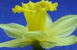 daffodil_0031