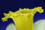 daffodil_0035