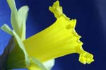 daffodil_0036