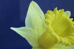 daffodil_0072