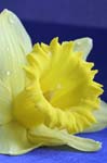 DAFFODIL