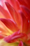DAHLIA