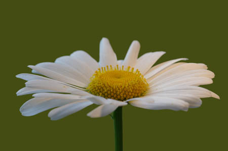 daisy0004