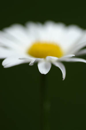 daisy0021