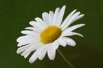 daisy0001