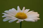 daisy0005