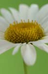 daisy0012