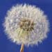 dandelion2