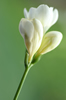 freesia 033