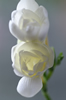 freesia 058