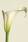 ARUM LILY