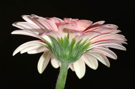 10_pp_gerbera_093