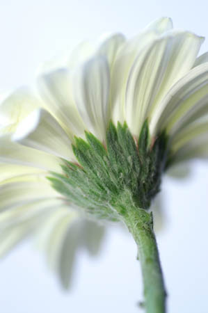 11_white_gerbera_067