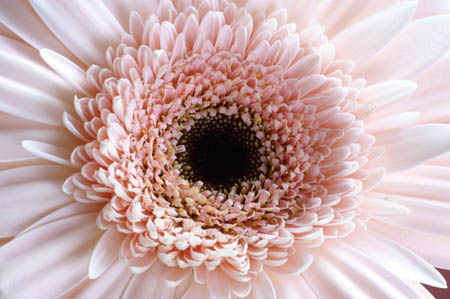 13_pp_gerbera_006