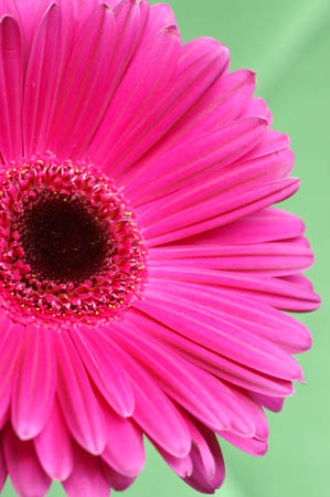 5_dp_gerbera_001