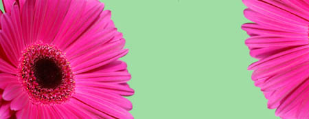 canvas_gerbera_02