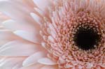 15_pp_gerbera_017