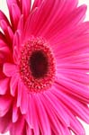 2_dp_gerbera_023