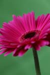 4_dp_gerbera_017