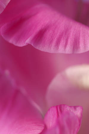 I_gladioli_0054