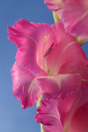 L_gladioli_0060