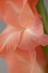 C_gladioli_0028