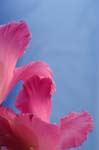 G_gladioli_0059