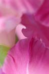 J_gladioli_0053