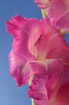 L_gladioli_0060