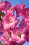 N_gladioli_0049