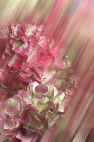 aPICT0037_hydrangeamotionblur