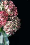 hydrangea_PICT015