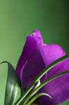 lisianthus_blue_078