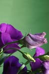 lisianthus_blue_080