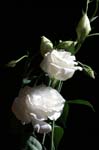 lisianthus_white_043